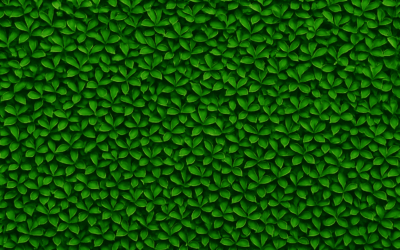 Haie de jardin feuillage persistant : la solution naturelle pour une séparation toute l’année