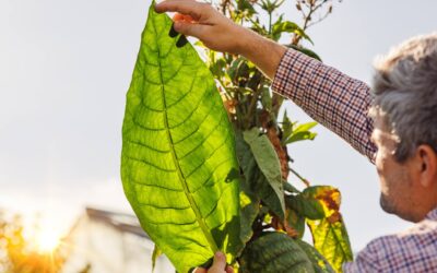 Plantes d’intérieur à grandes feuilles peu exigeantes en eau ou lumière