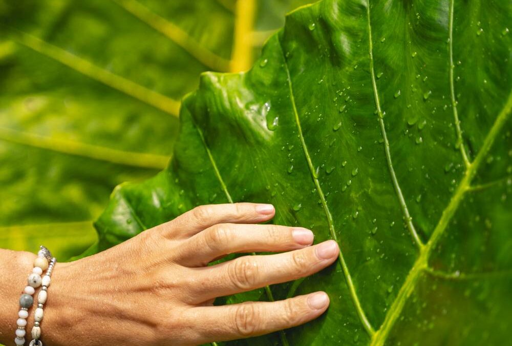 Plantes à grandes feuilles & santé intérieure : purification de l’air, humidité, bien-être