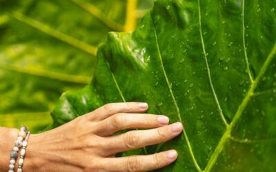Plantes à grandes feuilles & santé intérieure : purification de l’air, humidité, bien-être